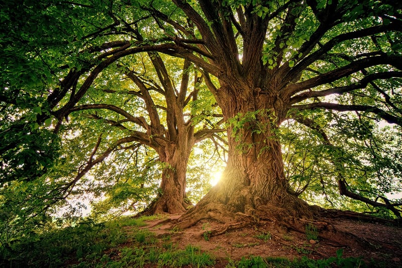 Sunlit forest captures