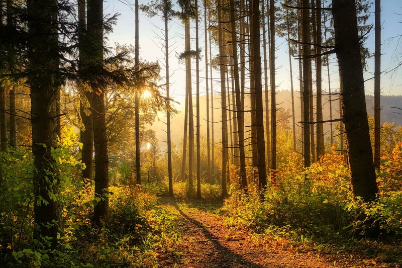 Sunlit Forest