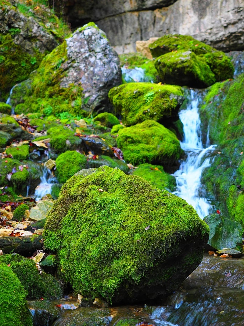 Mossy Tablescape
